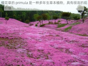 樱花草的 primula 是一种多年生草本植物，具有很高的观赏价值