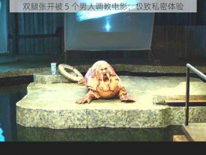 双腿张开被 5 个男人调教电影：极致私密体验