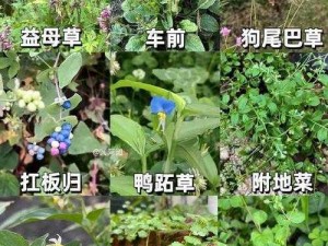 野草乱码一二三四区别(野草乱码四的区别是什么？)