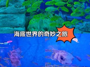 揭秘海洋魅力：海底水族馆的奇幻世界之旅与精彩瞬间概览