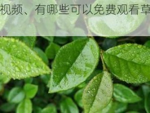 草草免费视频、有哪些可以免费观看草草视频的 APP？