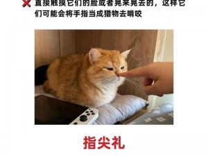 用策略捕捉小猫：巧妙方法助您轻松捉猫秘籍分享