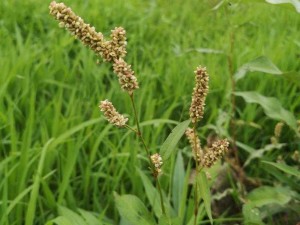 青青河边草，野生天然营养好