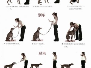 训犬基础教程：轻松学会如何训练您的爱犬