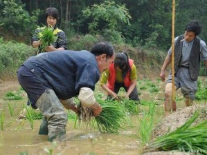 24 种男女插秧法提高效率，让种植变得轻松愉快