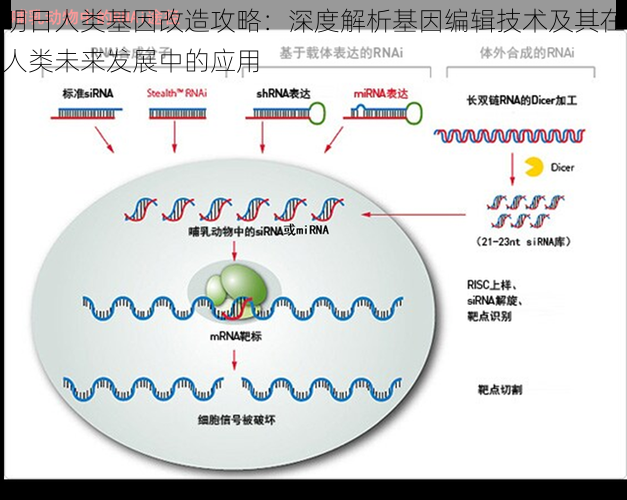 明日人类基因改造攻略：深度解析基因编辑技术及其在人类未来发展中的应用