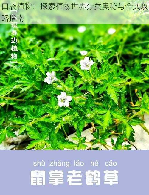 口袋植物：探索植物世界分类奥秘与合成攻略指南