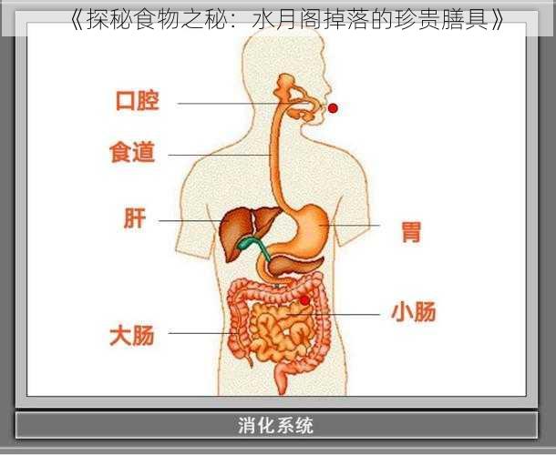 《探秘食物之秘：水月阁掉落的珍贵膳具》