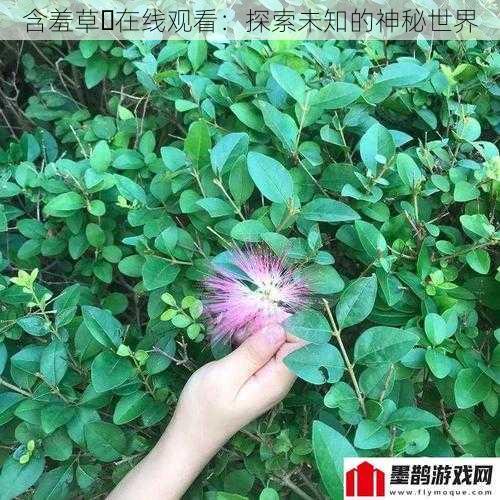 含羞草︎在线观看：探索未知的神秘世界