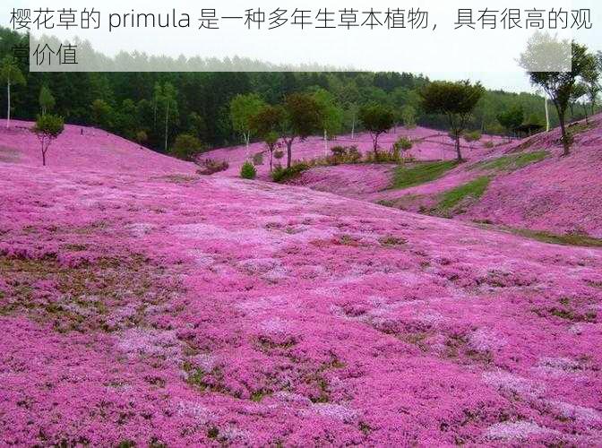 樱花草的 primula 是一种多年生草本植物，具有很高的观赏价值