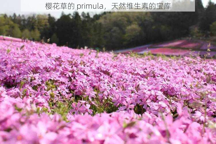 樱花草的 primula，天然维生素的宝库