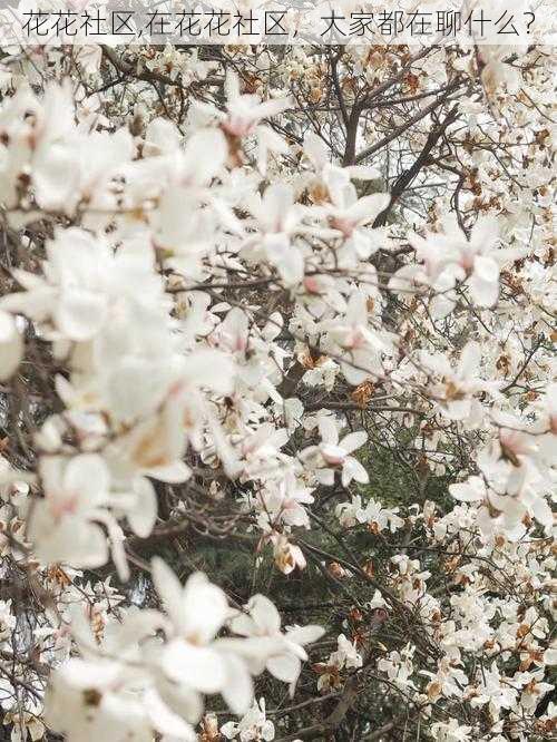 花花社区,在花花社区，大家都在聊什么？