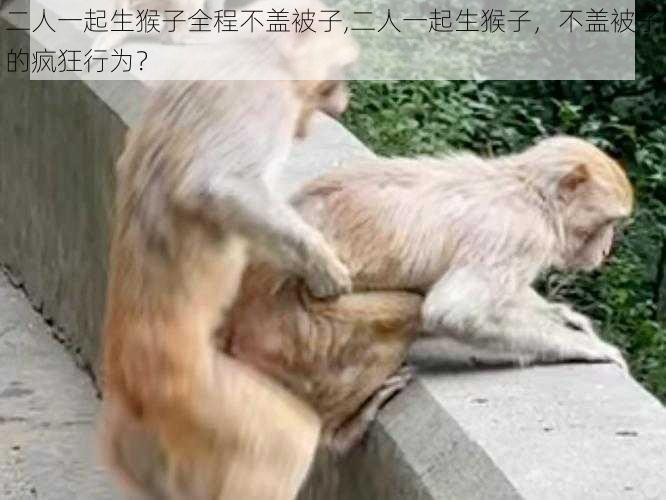 二人一起生猴子全程不盖被子,二人一起生猴子，不盖被子的疯狂行为？