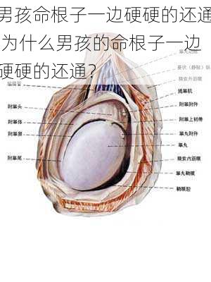 男孩命根子一边硬硬的还通,为什么男孩的命根子一边硬硬的还通？