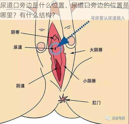 尿道口旁边是什么位置、尿道口旁边的位置是哪里？有什么结构？