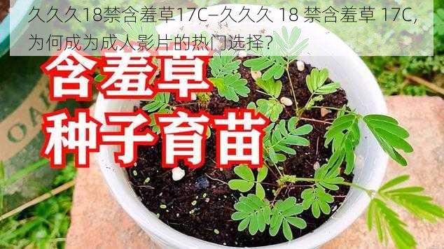 久久久18禁含羞草17C—久久久 18 禁含羞草 17C，为何成为成人影片的热门选择？