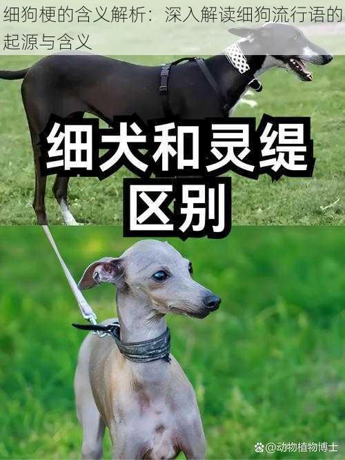 细狗梗的含义解析：深入解读细狗流行语的起源与含义