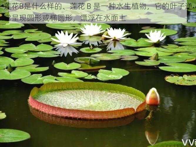 莲花B是什么样的、莲花 B 是一种水生植物，它的叶子通常呈现圆形或椭圆形，漂浮在水面上