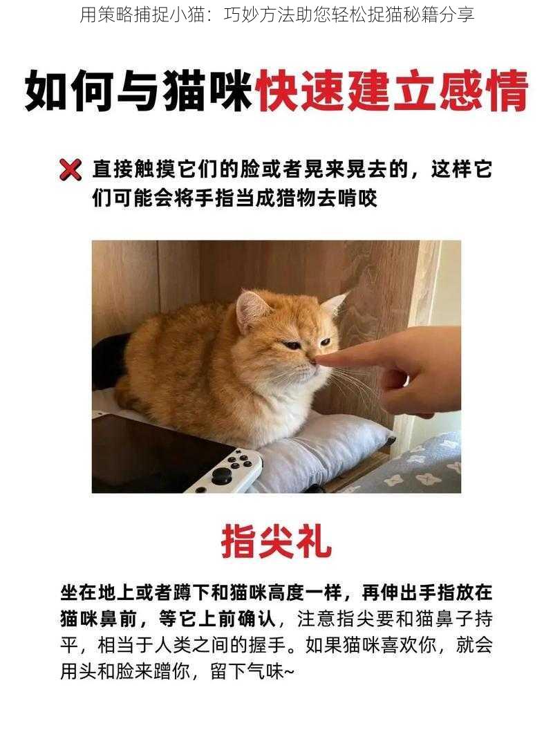 用策略捕捉小猫：巧妙方法助您轻松捉猫秘籍分享