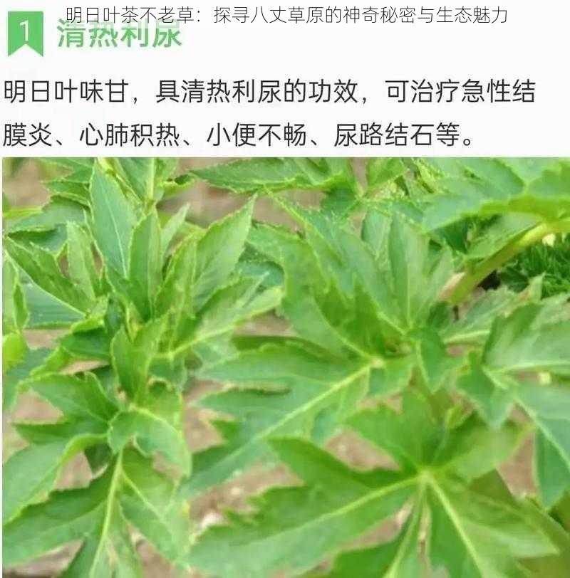 明日叶茶不老草：探寻八丈草原的神奇秘密与生态魅力